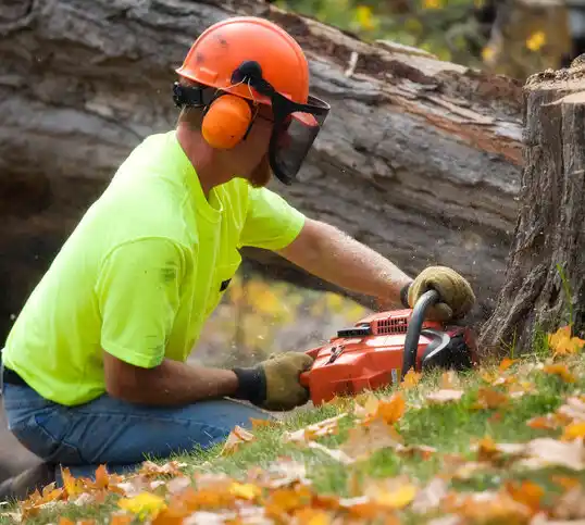 tree services Cuyahoga Heights